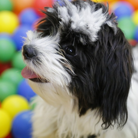 Black and white Havanese Playing